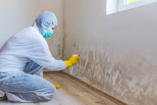 Licensed Commercial Mold Remediation service in Randolph, NJ - WQB Mold Removal
